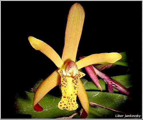 Maxillaria brunea